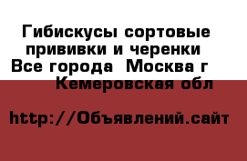 Гибискусы сортовые, прививки и черенки - Все города, Москва г.  »    . Кемеровская обл.